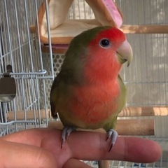コザクラインコ