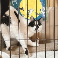 人間大好き牛柄モー吉 - 猫