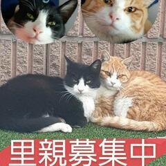 【相談中です】保護猫❀里親募集❀