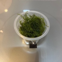 極火エビ.レッドファイヤーシュリンプの画像