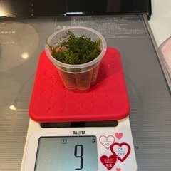 極火エビ.レッドファイヤーシュリンプの画像