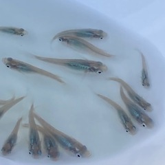 メダカ・深海5匹で1セット・めだか青色