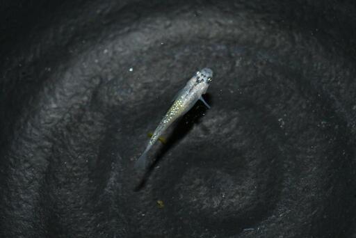 メダカ 夜桜ゴールド 選外 幼魚 8匹