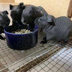 スキニーギニアピッグの里親募集