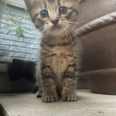 里親募集！生後1ヶ月の仔猫ちゃん3匹