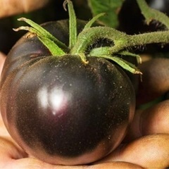 野菜　苗　