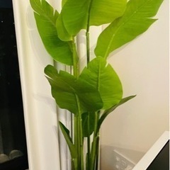ニトリ　観葉植物　IKEA植木鉢