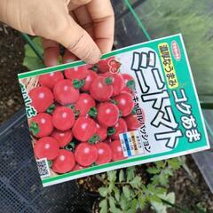 【野菜苗】ミニトマト（キャロルパッション）の画像