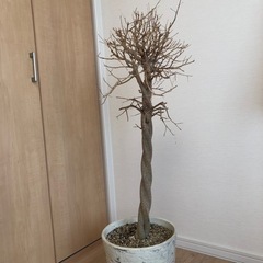 観葉植物　ベンジャミン