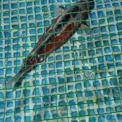 錦鯉　秋翠　約50cm