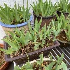 まだ大丈夫です興味有る方連絡ください。山野草どれも小さく可愛らしい花です。の画像