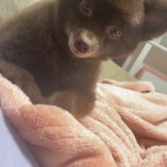 犬友達が欲しいです