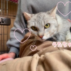 トライアル中　ちょっぴり珍しいサバトラちゃん