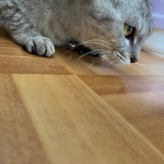 トライアル中　ちょっぴり珍しいサバトラちゃん - 丹羽郡