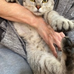 トライアル中　ちょっぴり珍しいサバトラちゃん - 猫