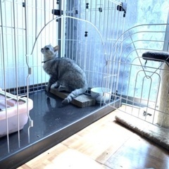 トライアル中　ちょっぴり珍しいサバトラちゃん − 愛知県