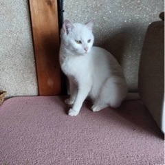真っ白な猫ちゃん
