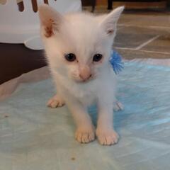 ありがとうございます！里親様決まりました！可愛い生後1ヶ月の子猫...