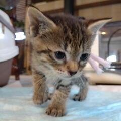 ありがとうございます！里親様決まりました！可愛い生後1ヶ月の子猫...