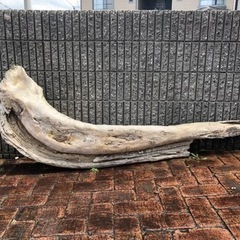 巨大な流木