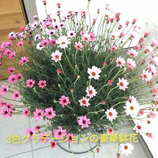 （取引完了）激安❗高級感ある大きな鉢花　寄植え