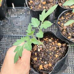 【野菜苗】ミニトマト（キャロルパッション）の画像