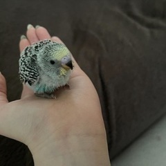 セキセイインコ雛