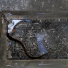 ウナギ　安心サイズ　1匹の画像