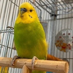 セキセイインコが逃げだしてしまいました･･･