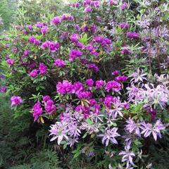 ツツジとツバキの木、花が咲きました！の画像