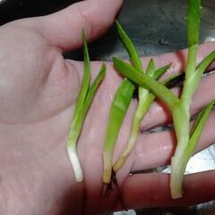多肉植物　小さなアロエ　