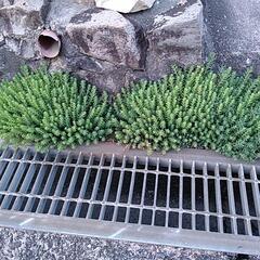 セダム パリダム（真珠星万年草） 抜き苗の画像