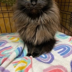 とても綺麗な黒猫長毛の女の子