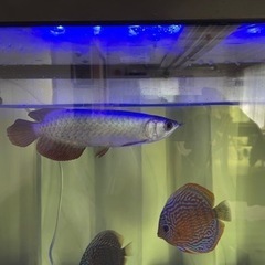 美個体　ディスカス15センチ前後　グッピーとも混泳可能個体の画像