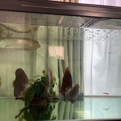 美個体　ディスカス15センチ前後　グッピーとも混泳可能個体の画像