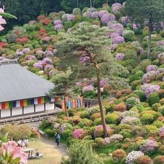 つつじ見に行きませんか🍀