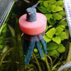 ☆めだかの産卵床 タマゴトリーナ