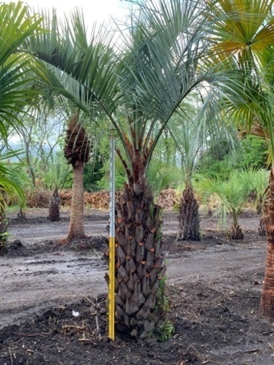 各種ヤシ販売、ココスヤシ　ビロウヤシなど