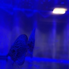 美個体　ディスカス15センチ前後　グッピーとも混泳可能個体の画像