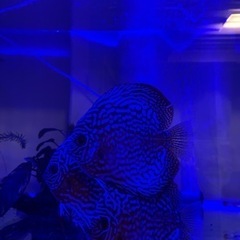 美個体　ディスカス15センチ前後　グッピーとも混泳可能個体の画像