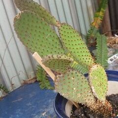 扇サボテン ルフィーダ 　ウチワサボテン　根付き苗の画像