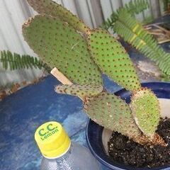 扇サボテン ルフィーダ 　ウチワサボテン　根付き苗の画像