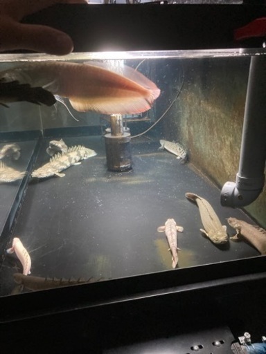 決まりました！