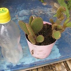 扇サボテン ルフィーダ 　ウチワサボテン　根付き苗②の画像