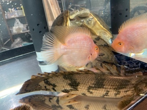 大型熱帯魚　アロワナなど