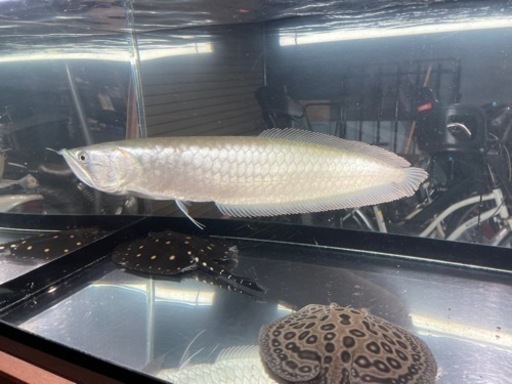 大型熱帯魚　アロワナなど
