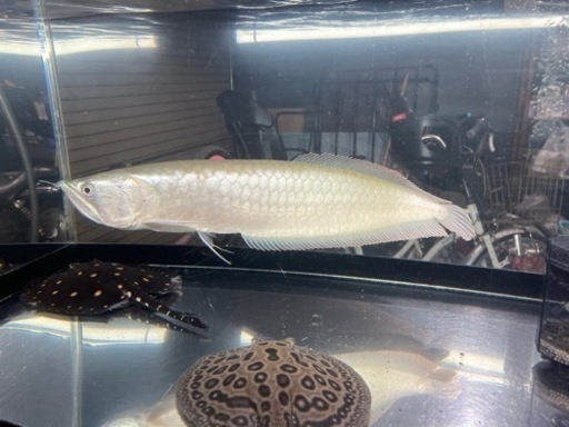 大型熱帯魚　アロワナなど