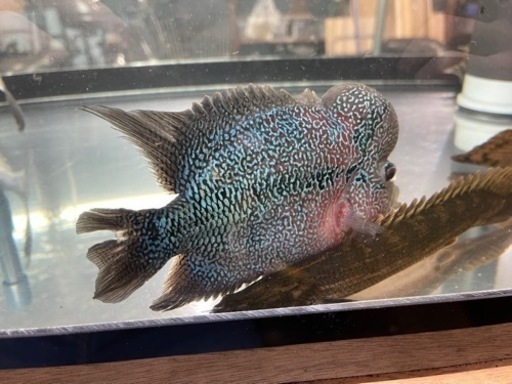 大型熱帯魚　アロワナなど