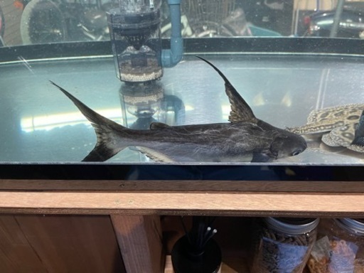 大型熱帯魚　アロワナなど