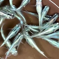 幹之メダカ　1匹の画像